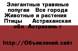 Элегантные травяные попугаи - Все города Животные и растения » Птицы   . Астраханская обл.,Астрахань г.